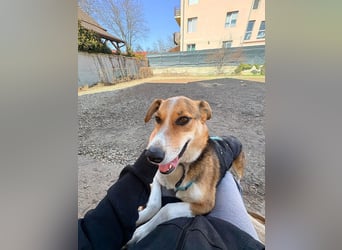 Goldige Alba sucht ihr eigenes Körbchen