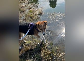 Goldige Alba sucht ihr eigenes Körbchen