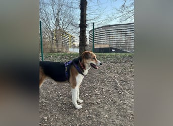 Goldige Alba sucht ihr eigenes Körbchen