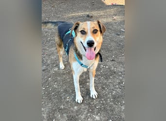 Goldige Alba sucht ihr eigenes Körbchen