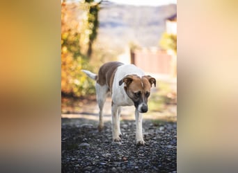 Freundlicher Terri sucht sein Zuhause
