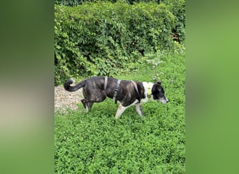 Großer Yoshi sucht liebevolle Menschen