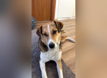 Goldige Alba sucht ihr eigenes Körbchen