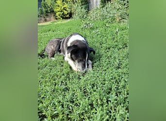 Großer Yoshi sucht liebevolle Menschen