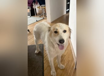 Aida sucht erfahrenes Zuhause