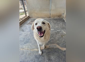 Simba