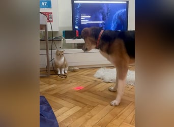 Goldige Alba sucht ihr eigenes Körbchen