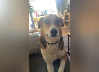 Goldige Alba sucht ihr eigenes Körbchen