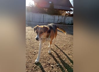 Goldige Alba sucht ihr eigenes Körbchen