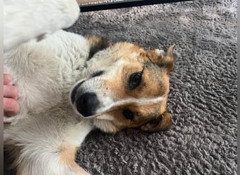 Goldige Alba sucht ihr eigenes Körbchen