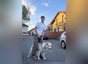 Aida sucht erfahrenes Zuhause