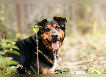 Sanfte Bonya sucht liebevolles Zuhause