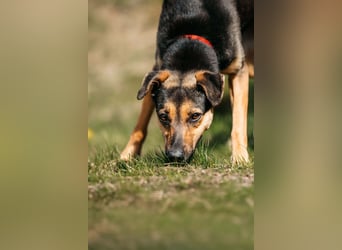 Verspielte Alpha sucht ihr Zuhause