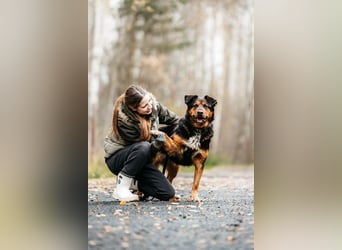 Sanfte Bonya sucht liebevolles Zuhause