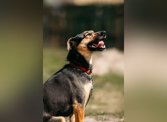 Verspielte Alpha sucht ihr Zuhause