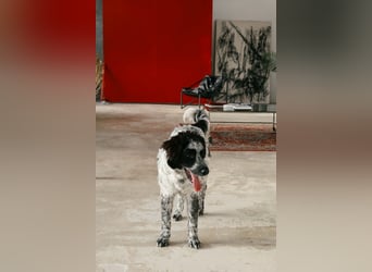 Lebensfroher Janko sucht sein Zuhause