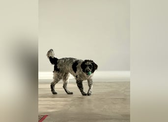 Lebensfroher Janko sucht sein Zuhause