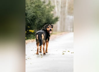 Sanfte Bonya sucht liebevolles Zuhause