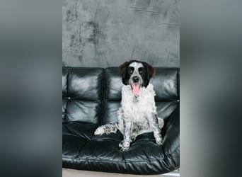 Fröhlicher Janko sucht sein Zuhause