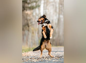 Sanfte Bonya sucht liebevolles Zuhause