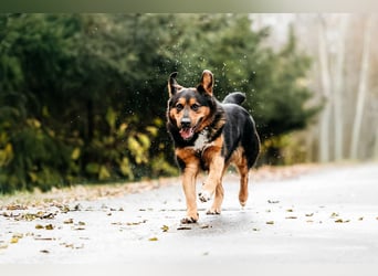 Sanfte Bonya sucht liebevolles Zuhause