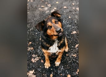 Sanfte Bonya sucht liebevolles Zuhause