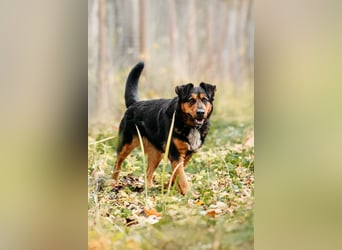 Sanfte Bonya sucht liebevolles Zuhause