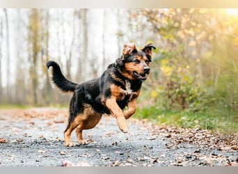 Sanfte Bonya sucht liebevolles Zuhause