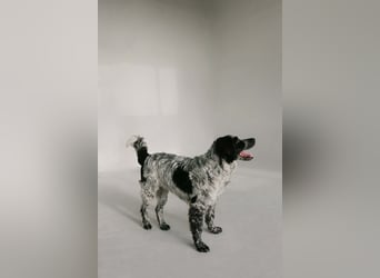 Lebensfroher Janko sucht sein Zuhause