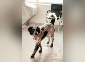 Fröhlicher Janko sucht sein Zuhause