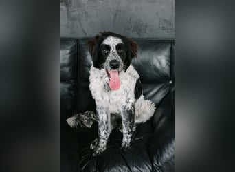 Fröhlicher Janko sucht sein Zuhause