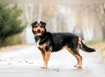 Sanfte Bonya sucht liebevolles Zuhause