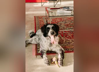 Lebensfroher Janko sucht sein Zuhause