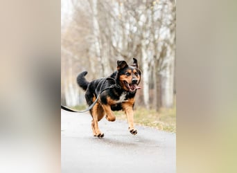 Sanfte Bonya sucht liebevolles Zuhause