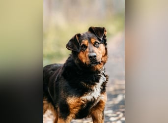 Sanfte Bonya sucht liebevolles Zuhause