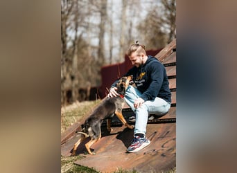 Verspielte Alpha sucht ihr Zuhause