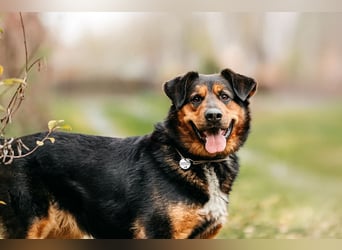 Sanfte Bonya sucht liebevolles Zuhause