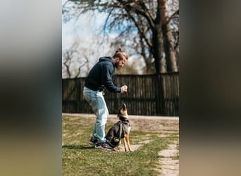Verspielte Alpha sucht ihr Zuhause