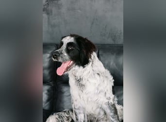 Lebensfroher Janko sucht sein Zuhause