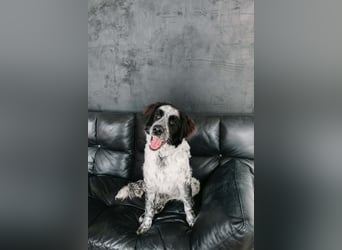 Lebensfroher Janko sucht sein Zuhause