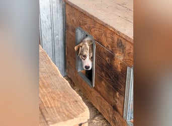 Suki - hofft ganz leise auf seine Chance