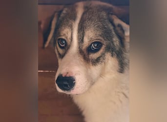 Suki - hofft ganz leise auf seine Chance