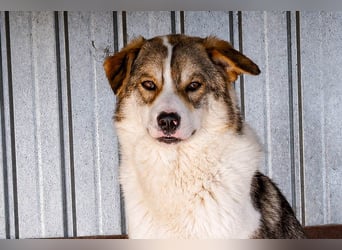 Suki ist ein schüchterner Bub