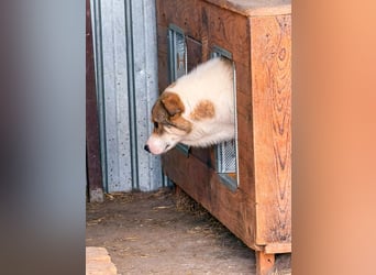 Suki - hofft ganz leise auf seine Chance