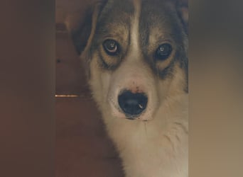 Suki ist ein schüchterner Bub