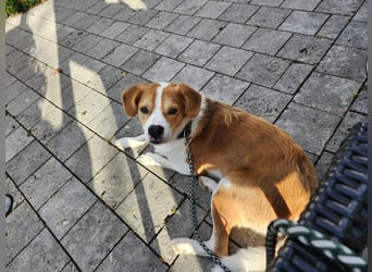 Sammy sucht sein Zuhase