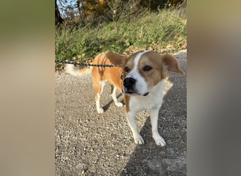 Sammy sucht sein Zuhase