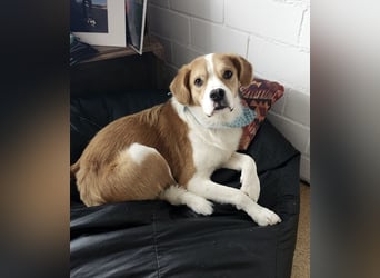 Sammy sucht sein Zuhase