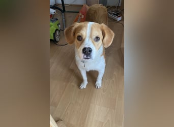 Sammy sucht sein Zuhase