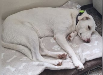 Irianna (Molly) wartet in 66482 Zweibrücken